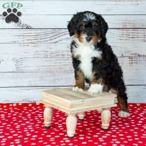 Bandit, Bernedoodle Puppy